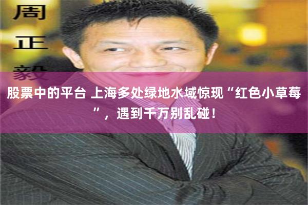 股票中的平台 上海多处绿地水域惊现“红色小草莓”，遇到千万别乱碰！