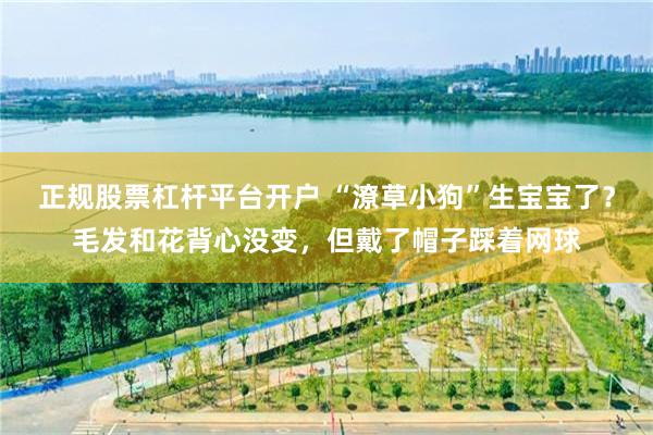 正规股票杠杆平台开户 “潦草小狗”生宝宝了？毛发和花背心没变，但戴了帽子踩着网球